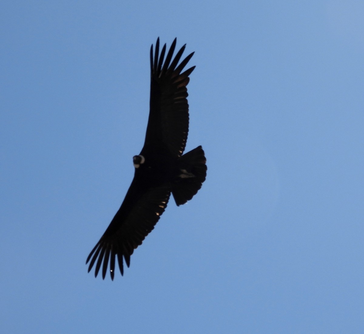 Andean Condor - ML608179731