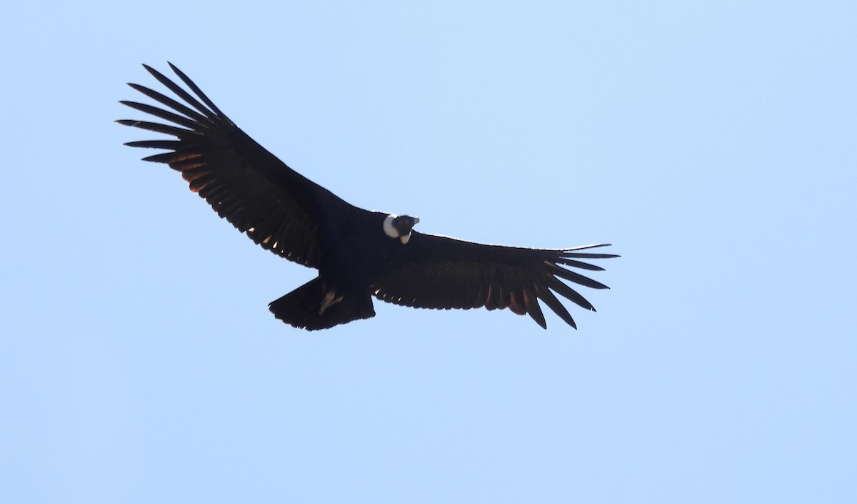 Andean Condor - ML608179741