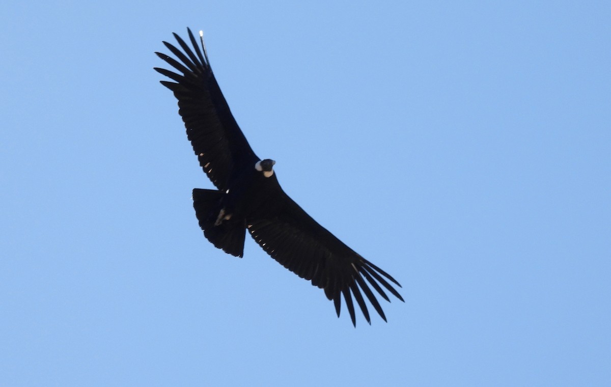 Andean Condor - ML608179761