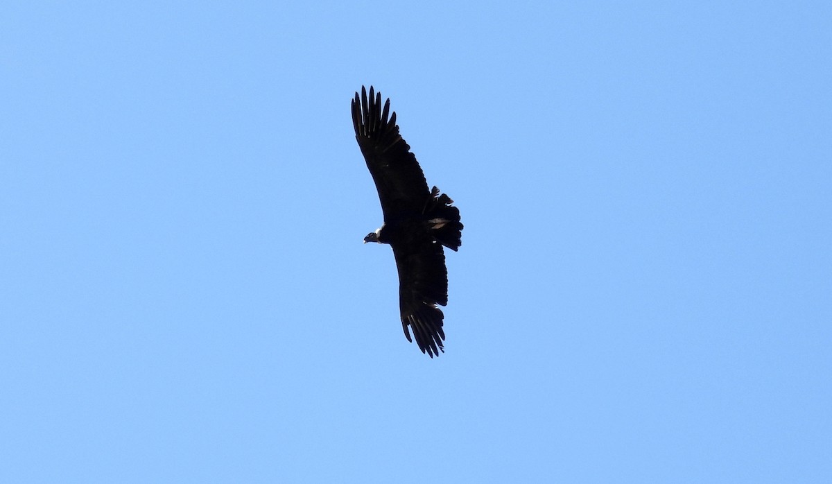 Andean Condor - ML608179781