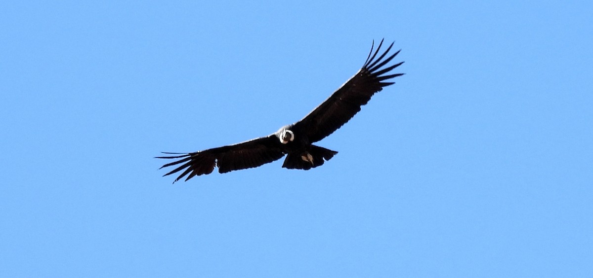 Andean Condor - ML608179791