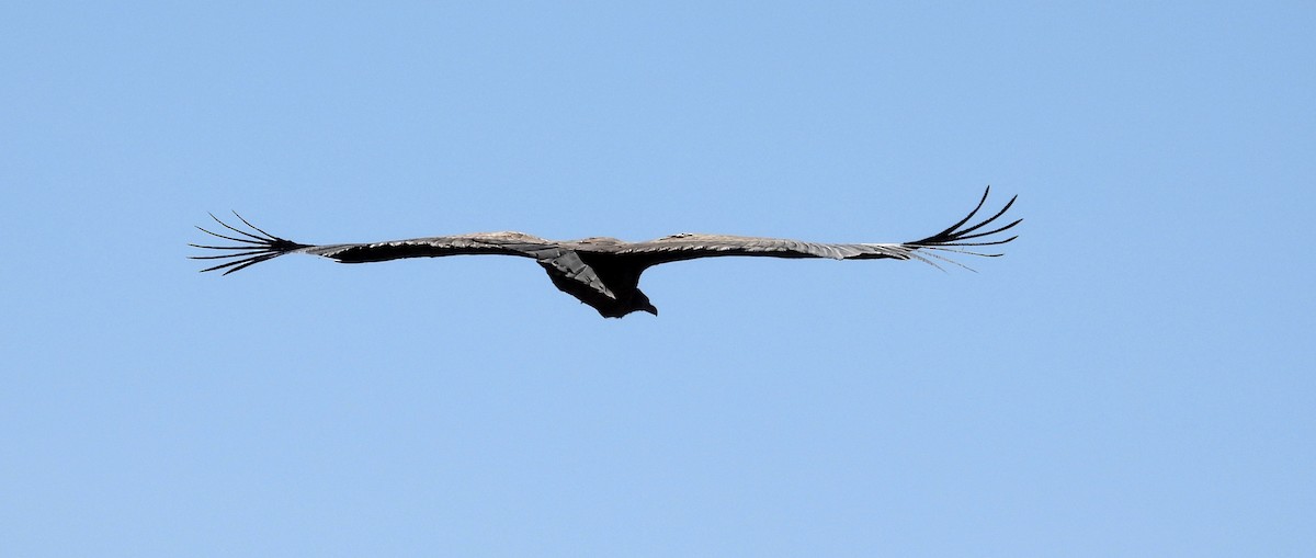 Andean Condor - ML608179901