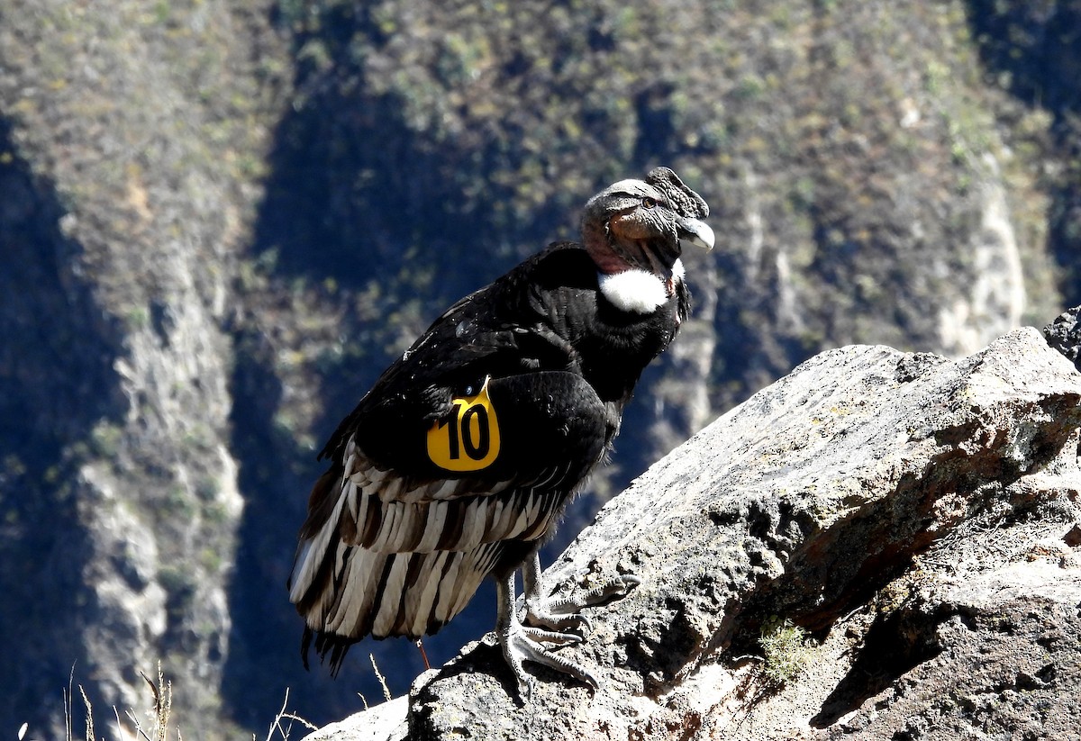 Andean Condor - ML608179921