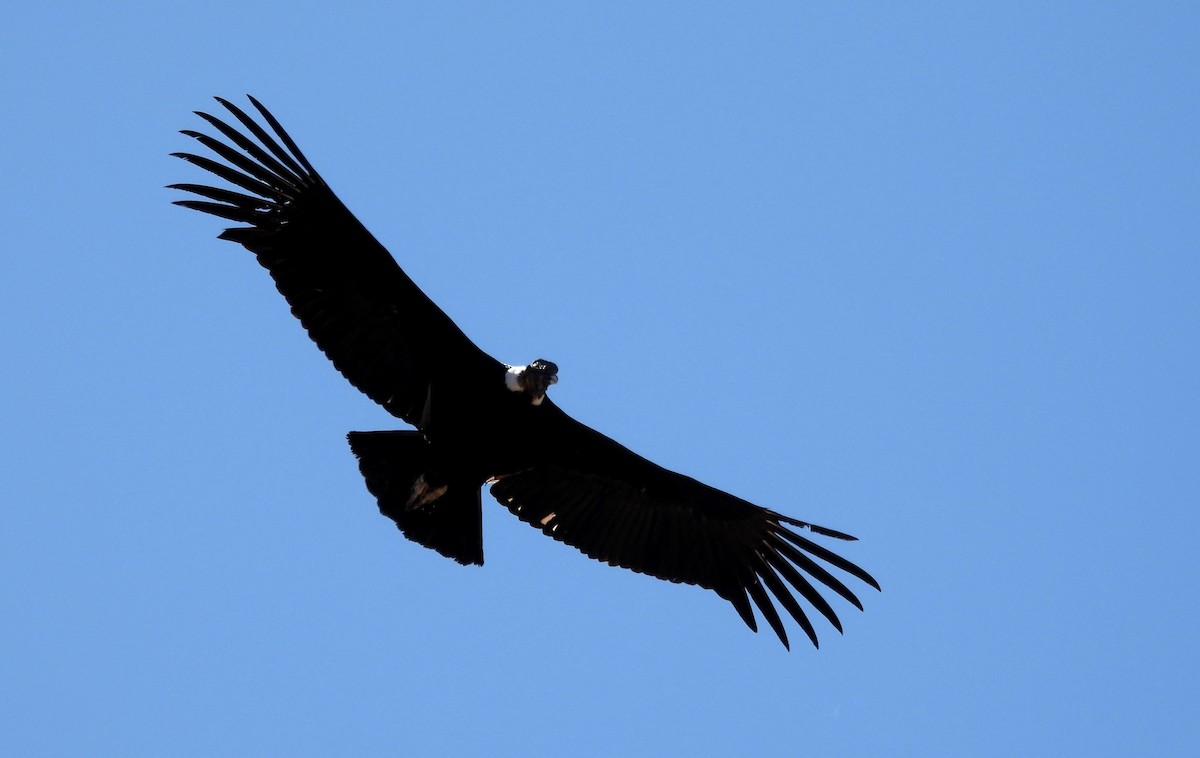 Andean Condor - ML608179941