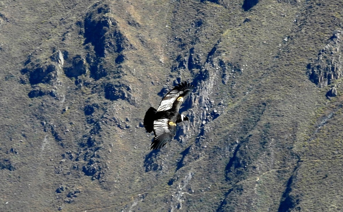 Andean Condor - ML608179981