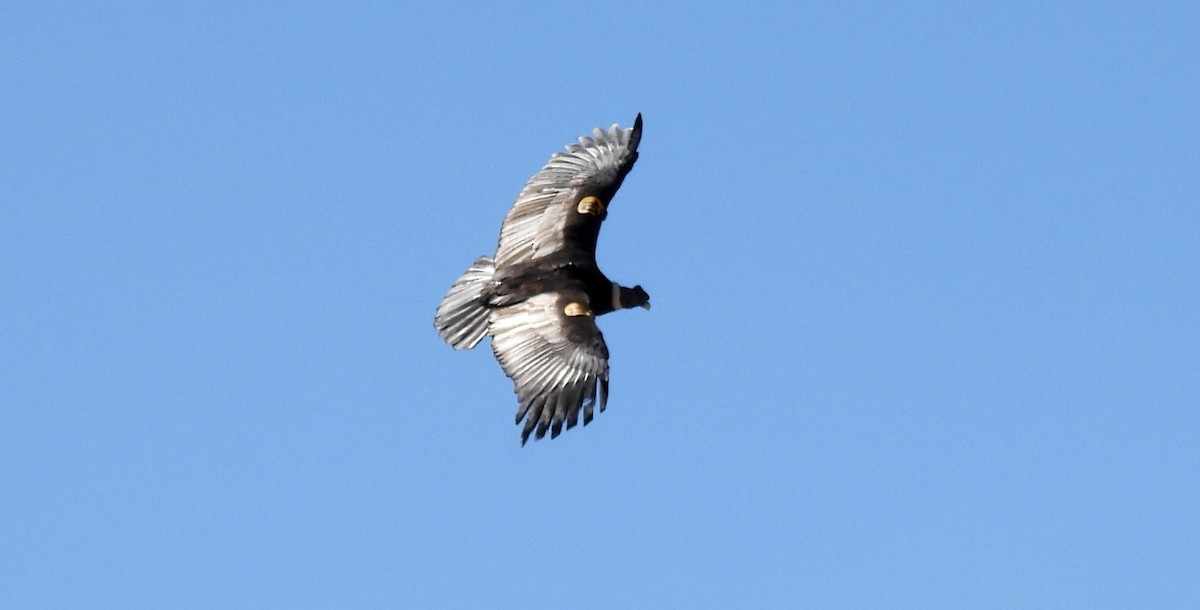 Andean Condor - ML608180001