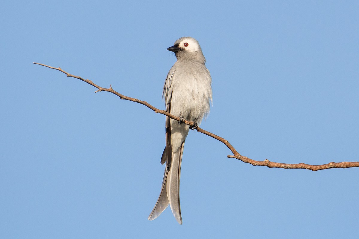 ハイイロオウチュウ (innexus/leucogenis/salangensis) - ML608180311