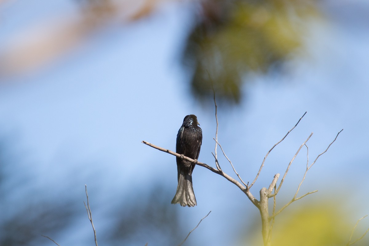 Дронго лірохвостий (підвид hottentottus/brevirostris) - ML608180481