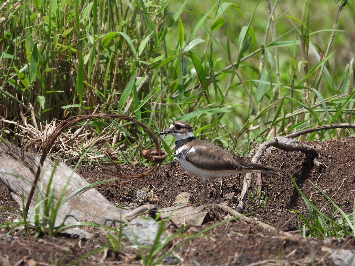 Killdeer - ML608180781