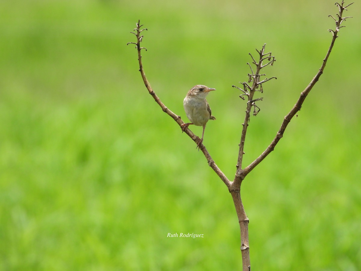 Grass Wren - ML608180901