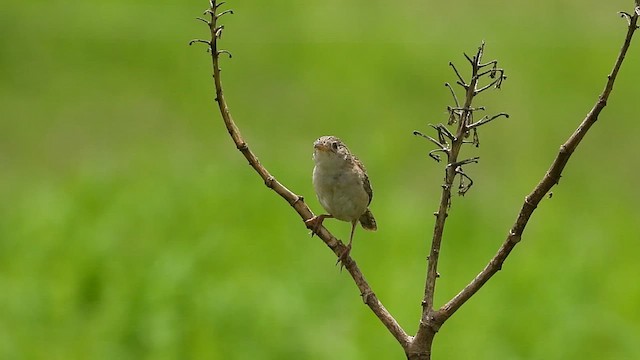 Grass Wren - ML608180931