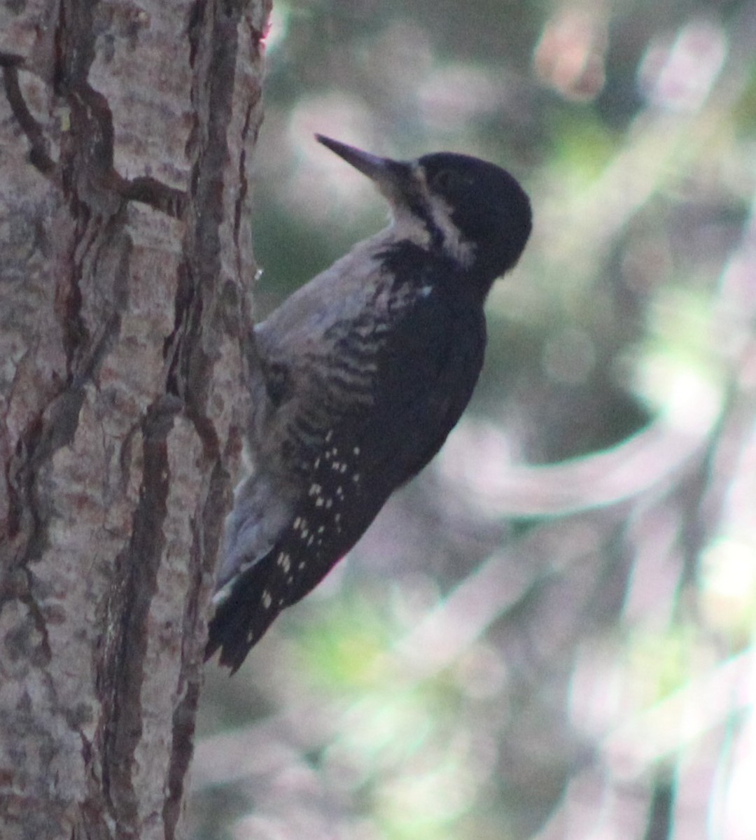 Black-backed Woodpecker - ML608180941