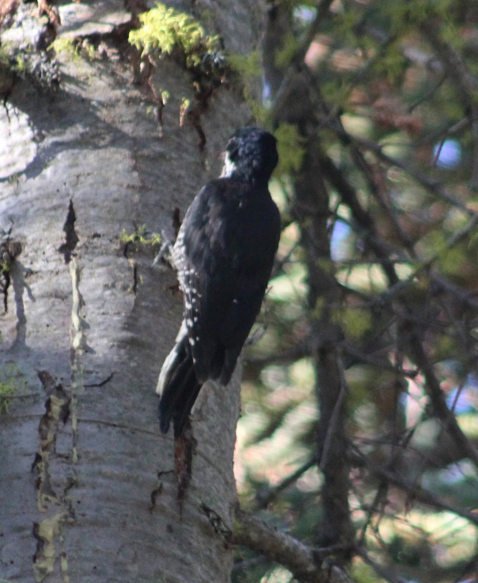 Black-backed Woodpecker - ML608180991