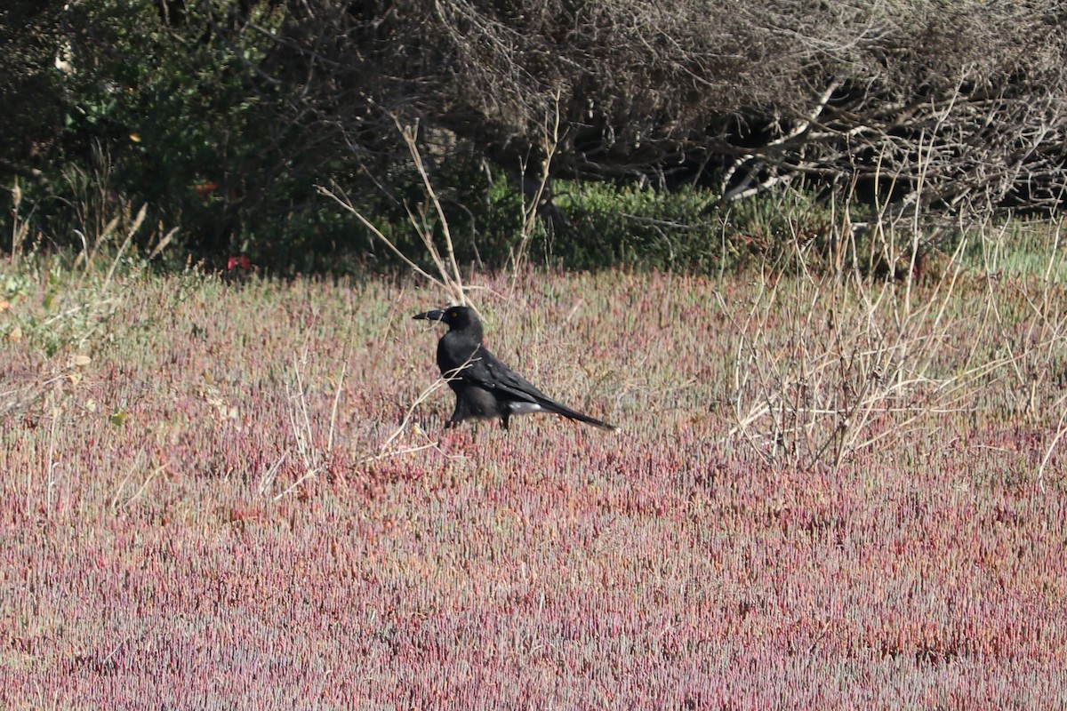 Gray Currawong - ML608181081