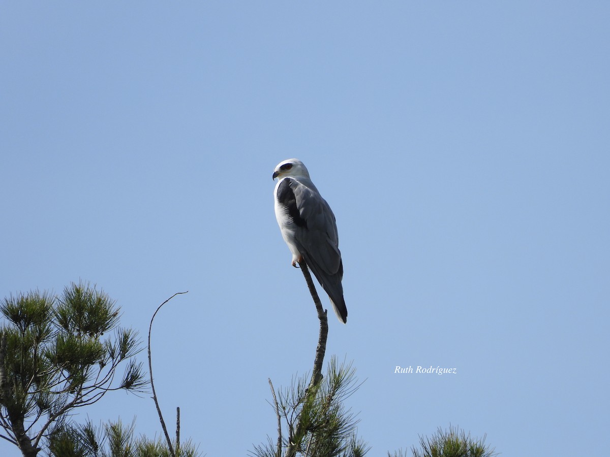 White-tailed Kite - Ruth Rodriguez