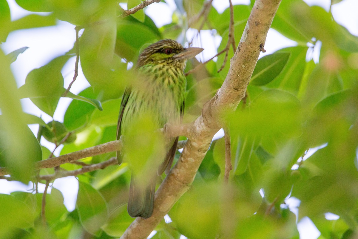 Green-eared Barbet - Akekachoke Buranaanun