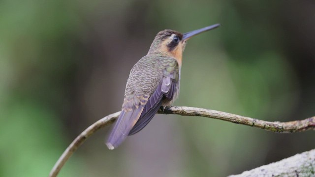 Saw-billed Hermit - ML608182021