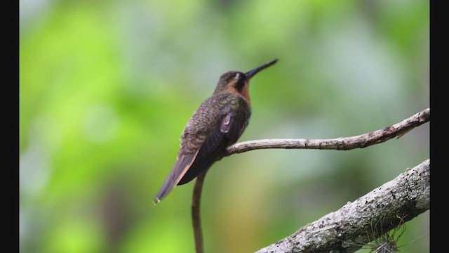 Saw-billed Hermit - ML608182031