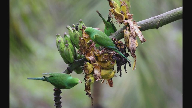 Plain Parakeet - ML608182441