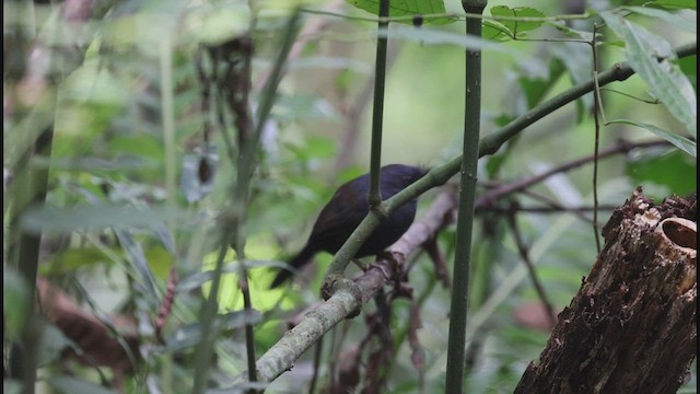 Slaty Bristlefront - ML608183261