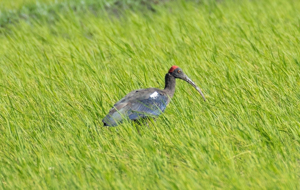 Red-naped Ibis - ML608183521