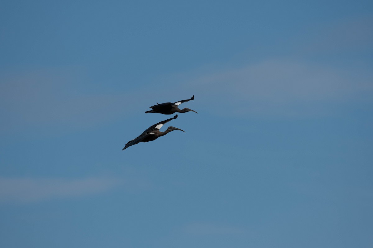 Red-naped Ibis - ML608183531