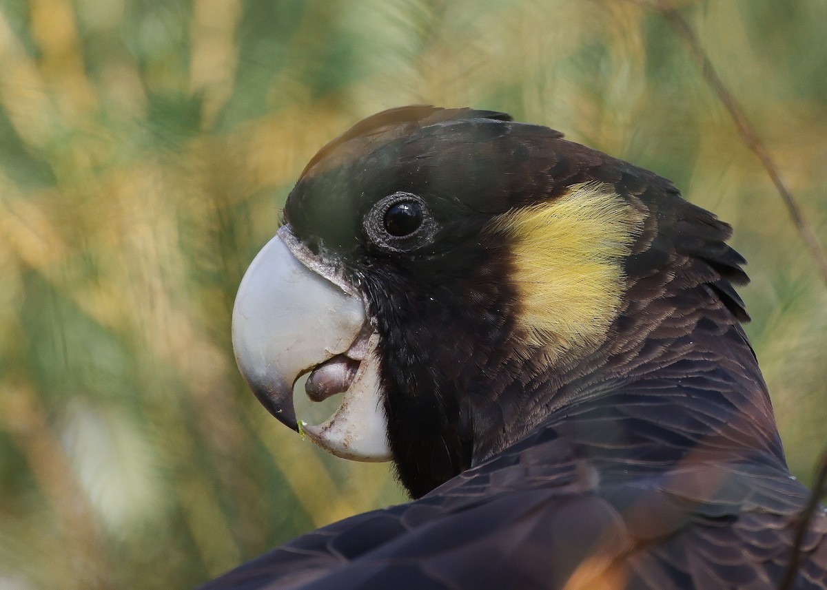 Yellow-tailed Black-Cockatoo - ML608183661