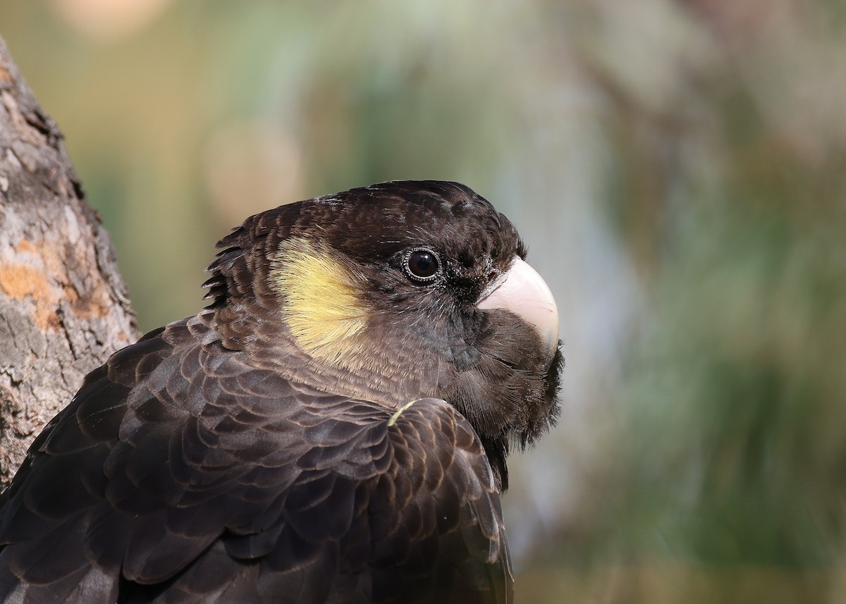 Yellow-tailed Black-Cockatoo - ML608183671