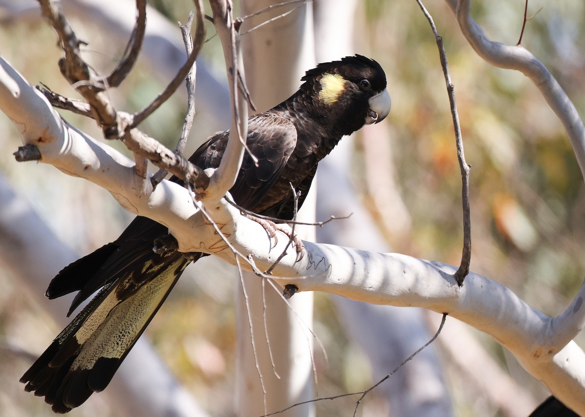 Yellow-tailed Black-Cockatoo - Martin Allen