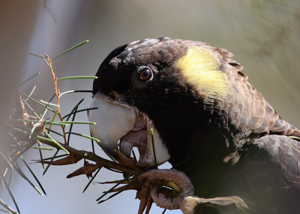 Yellow-tailed Black-Cockatoo - ML608183811