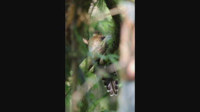 Pavonine Cuckoo - ML608183901