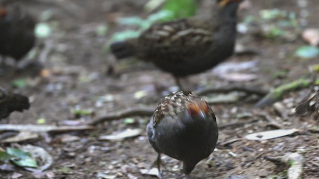 Spot-winged Wood-Quail - ML608184101