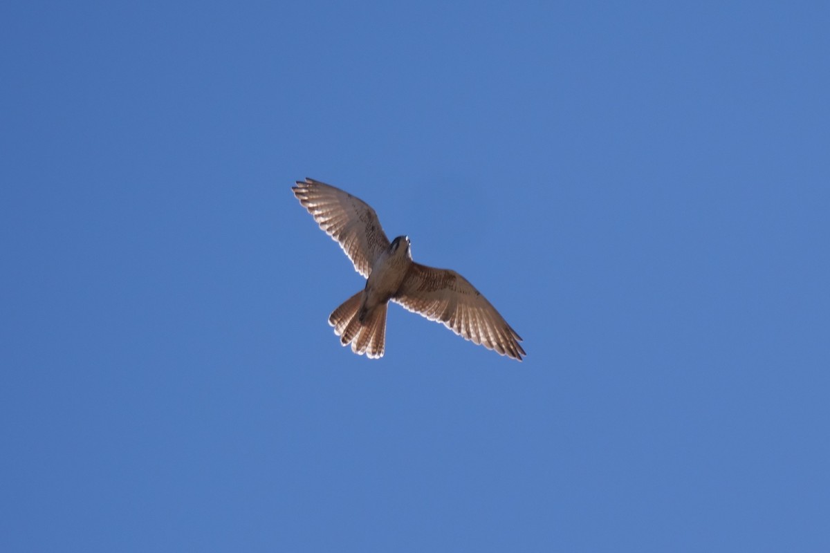 Brown Falcon - ML608184741