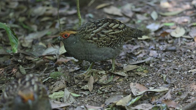 Spot-winged Wood-Quail - ML608184781