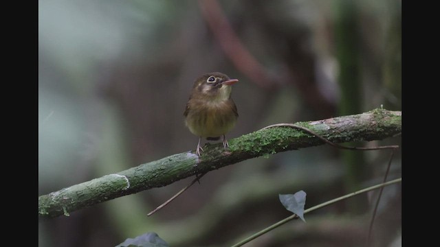 アカバネヒラハシタイランチョウ - ML608184871