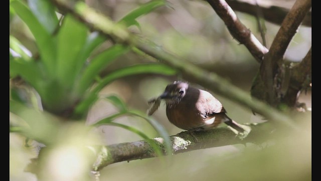 Rusty-breasted Nunlet - ML608184931