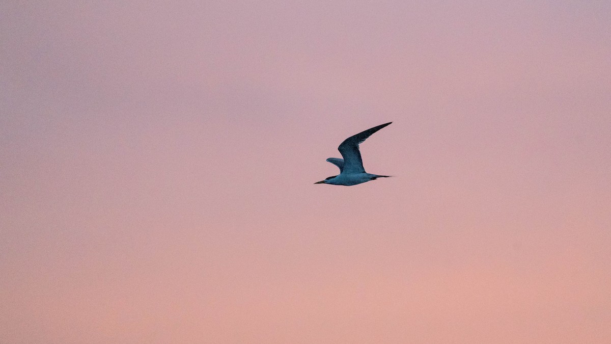 Great Crested Tern - ML608184961