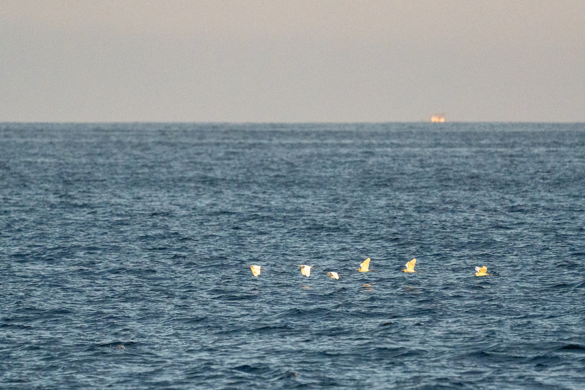 Eastern Cattle Egret - ML608185071