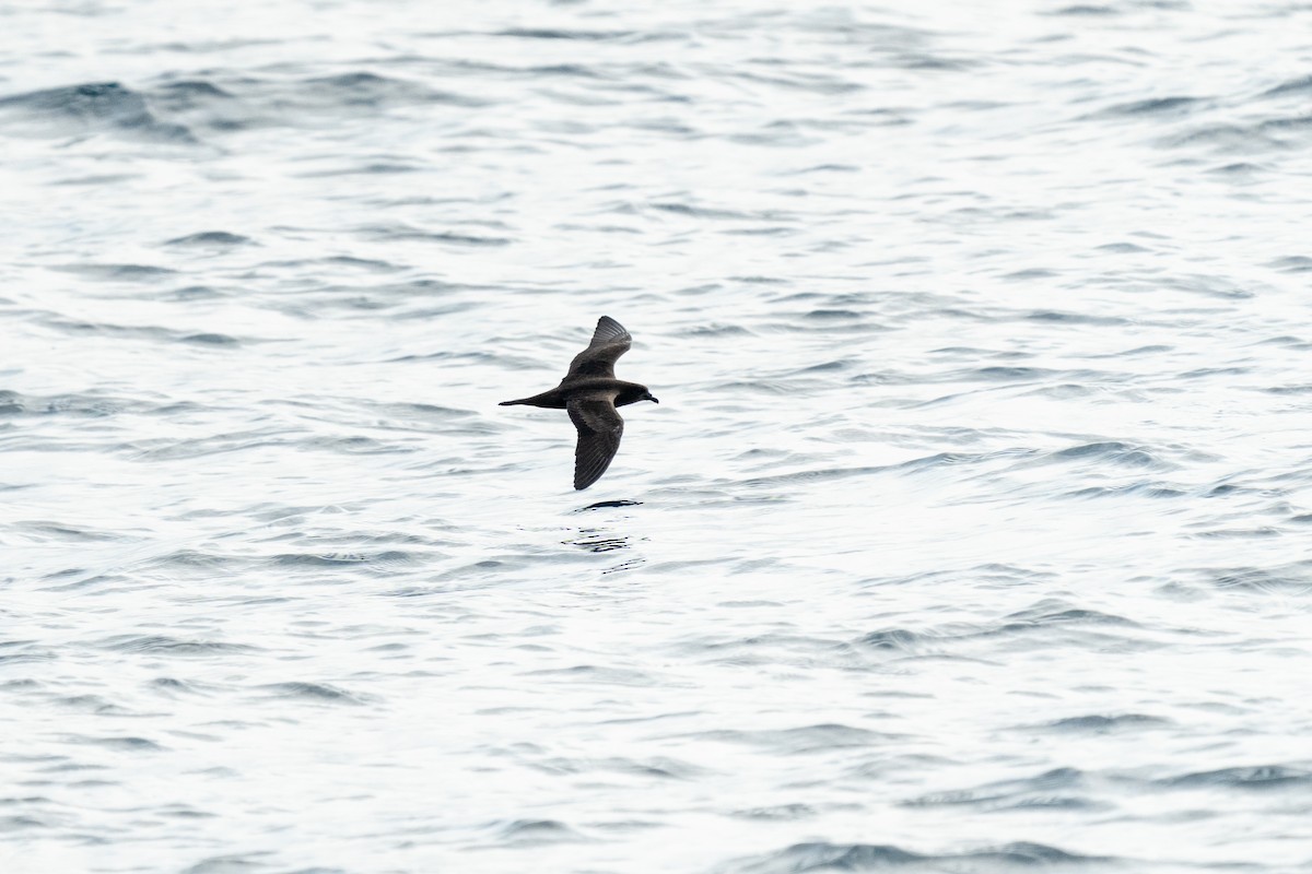 Bulwer's Petrel - ML608185171