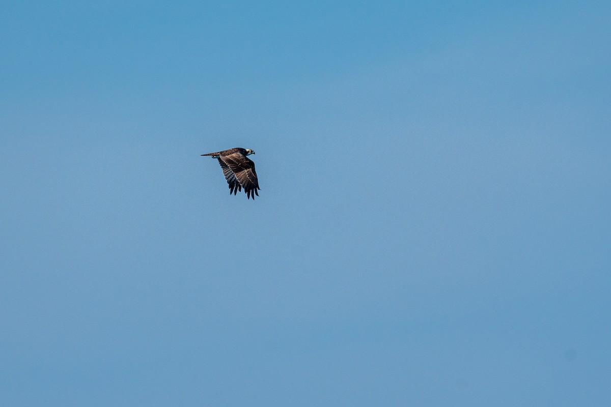 Balbuzard pêcheur - ML608185251