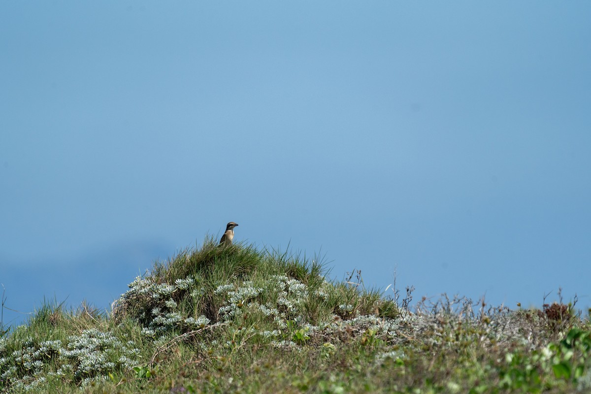 Brown Shrike - ML608185261