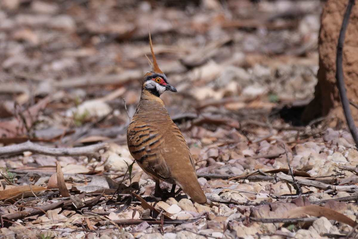 Spinifex Pigeon - ML608185291