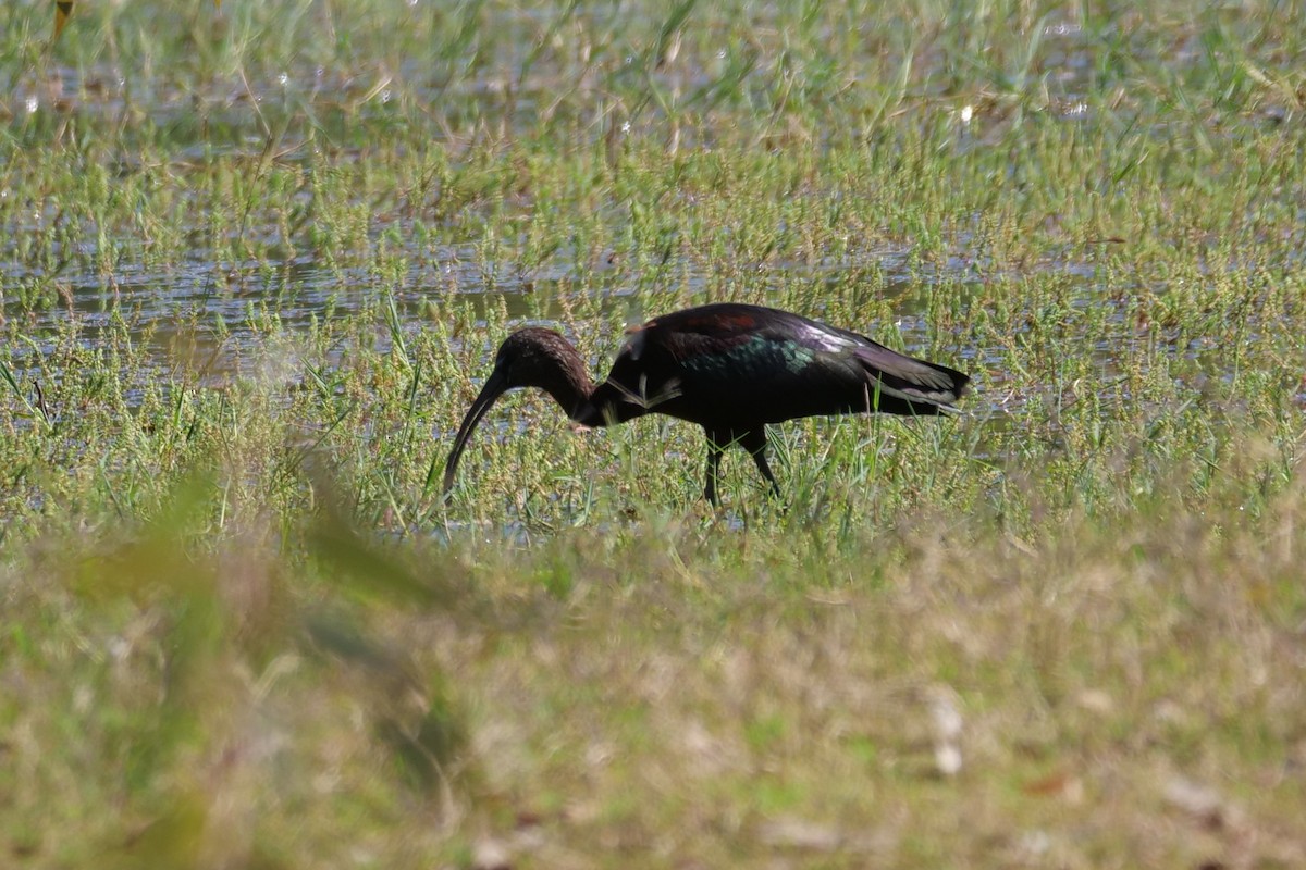 ibis hnědý - ML608185441