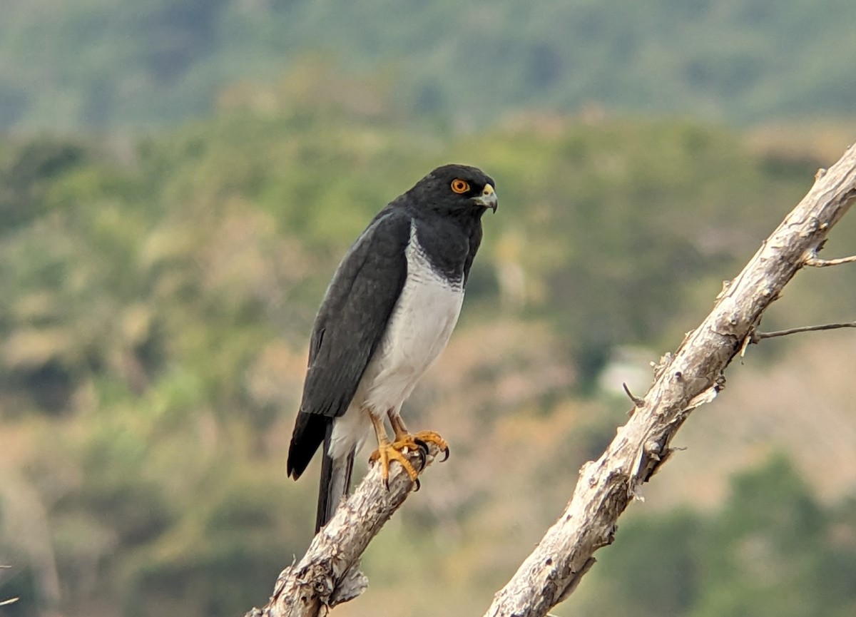 New Caledonian Goshawk - ML608185491