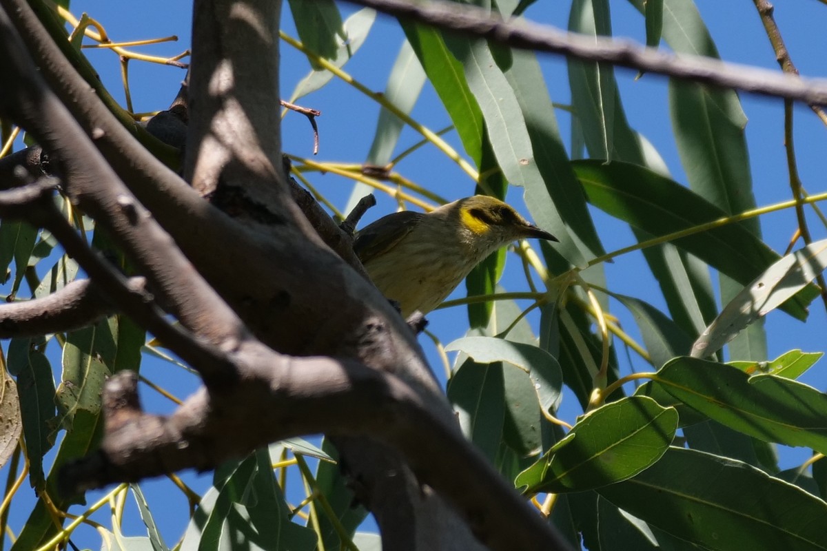 Gray-fronted Honeyeater - ML608185531