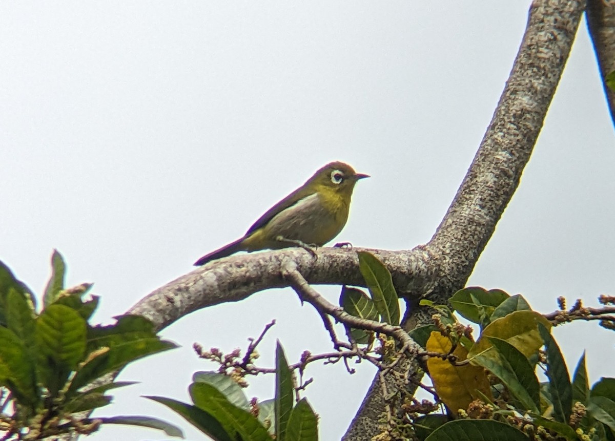 Green-backed White-eye - ML608185591