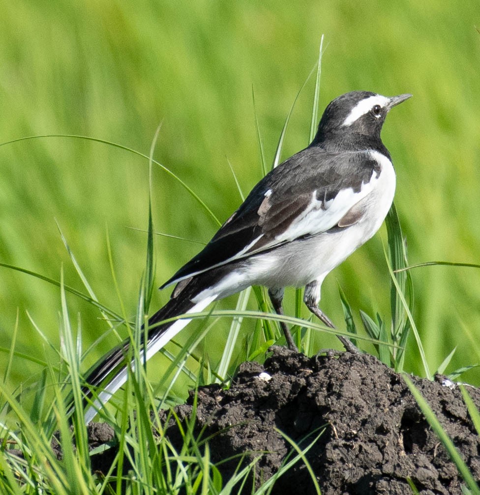 White-browed Wagtail - ML608185881
