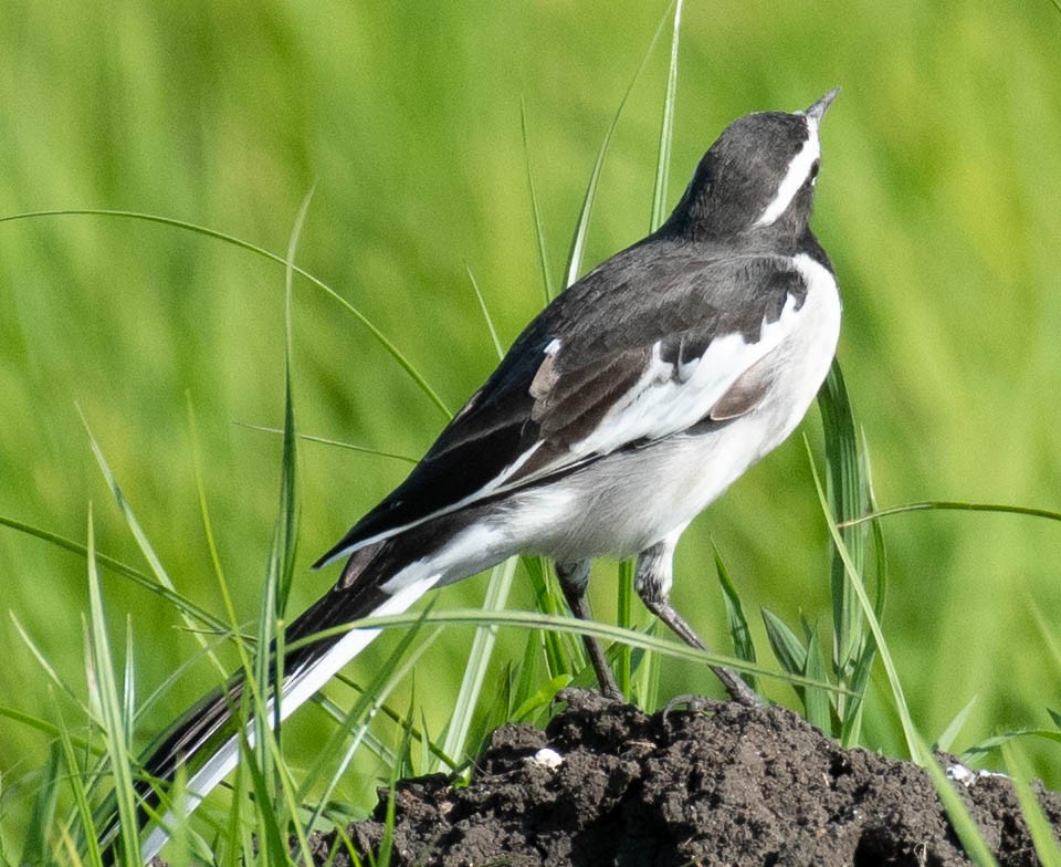 White-browed Wagtail - ML608185891