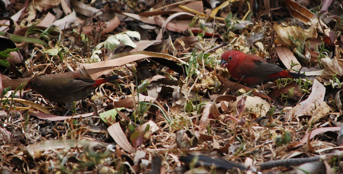 Red-billed Firefinch - Knut Arne og Wenche Helene Nygård