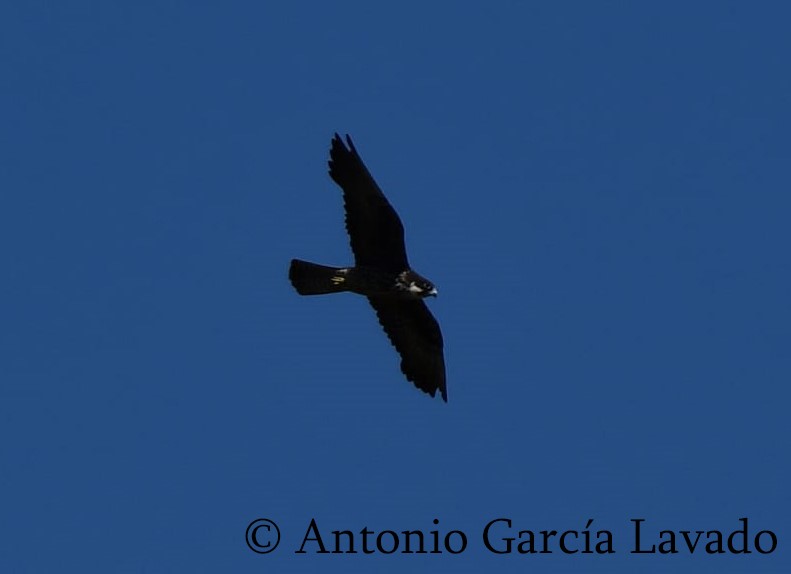 Eleonora's Falcon - ML608188971